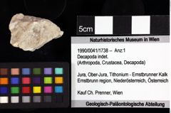 Foto (Objket + Etiketten) von Mesoparapylocheles sp. 